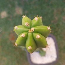 Una foto de Echinopsis pachanoi