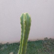 Una foto de Echinopsis pachanoi