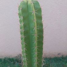 Foto de un cactus que se está identificando actualmente