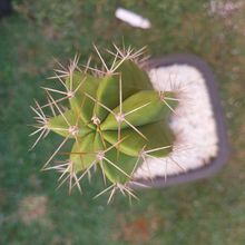 Foto de un cactus que se está identificando actualmente