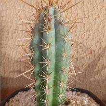 Foto de un cactus que se está identificando actualmente