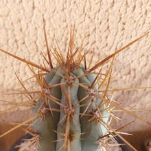 Foto de un cactus que se está identificando actualmente