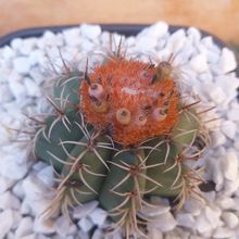 Foto de un cactus que se está identificando actualmente