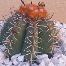 Foto de un cactus que se está identificando actualmente