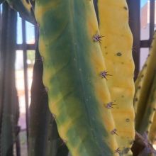 A photo of Cereus peruvianus fma.variegada