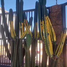 A photo of Cereus peruvianus fma.variegada