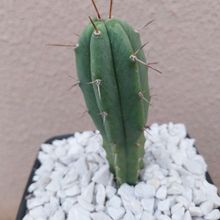 A photo of Echinopsis lageniformis