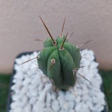 A photo of Echinopsis lageniformis