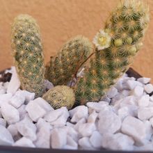 A photo of Mammillaria elongata