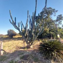 Photo of a cactus currently being identified