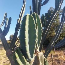 Photo of a cactus currently being identified