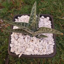 A photo of Aloe variegata