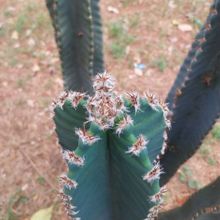 A photo of Cereus hildmannianus