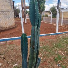 A photo of Cereus hildmannianus