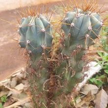 A photo of Cereus peruvianus fma. monstruosa