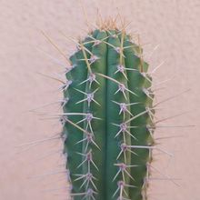 Foto de un cactus que se está identificando actualmente
