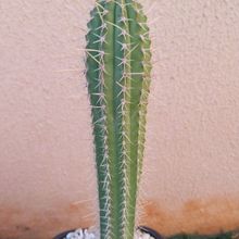 Foto de un cactus que se está identificando actualmente
