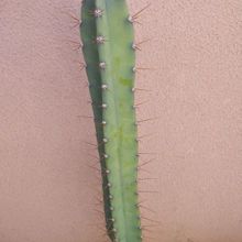 Foto de un cactus que se está identificando actualmente