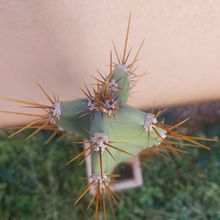 Foto de un cactus que se está identificando actualmente