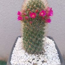 Una foto de Mammillaria backebergiana ssp. backebergiana