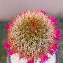 Una foto de Mammillaria backebergiana ssp. backebergiana