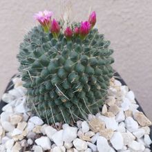Una foto de Mammillaria spinosissima fma. unpico
