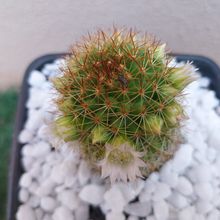 Una foto de Mammillaria backebergiana ssp. backebergiana