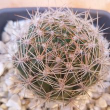 Foto de un cactus que se está identificando actualmente