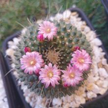Una foto de Mammillaria spinosissima fma. unpico