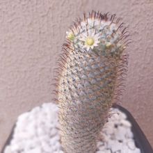 A photo of Mammillaria bombycina subsp. perezdelarosae