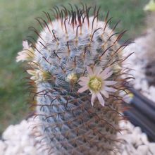 A photo of Mammillaria bombycina subsp. perezdelarosae