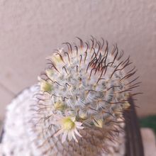 A photo of Mammillaria bombycina subsp. perezdelarosae