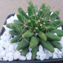 Mammillaria longimamma