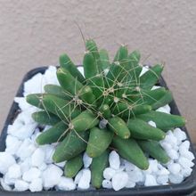 A photo of Mammillaria longimamma