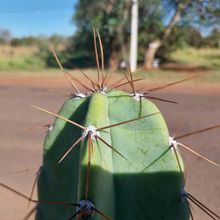 Photo of a cactus currently being identified