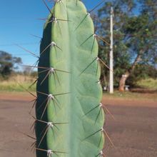 Photo of a cactus currently being identified
