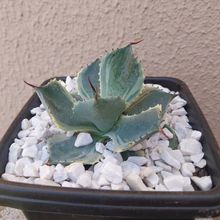 Photo of a cactus currently being identified