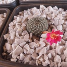 A photo of Rebutia minuscula