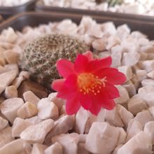 A photo of Rebutia minuscula