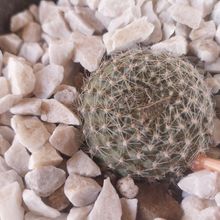 A photo of Rebutia minuscula
