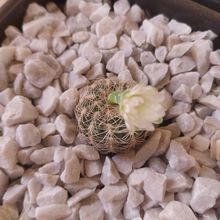 Foto de un cactus que se está identificando actualmente