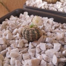 Foto de un cactus que se está identificando actualmente