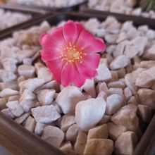 Una foto de Rebutia minuscula