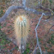 Foto de un cactus que se está identificando actualmente