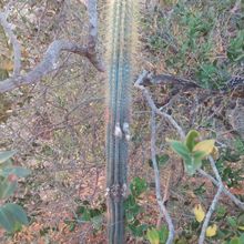 Foto de un cactus que se está identificando actualmente