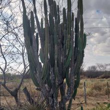 Foto de un cactus que se está identificando actualmente