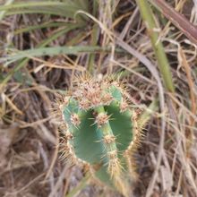 Foto de un cactus que se está identificando actualmente