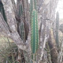 Foto de un cactus que se está identificando actualmente