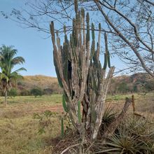 Foto de un cactus que se está identificando actualmente