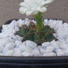 Una foto de Gymnocalycium anisitsii